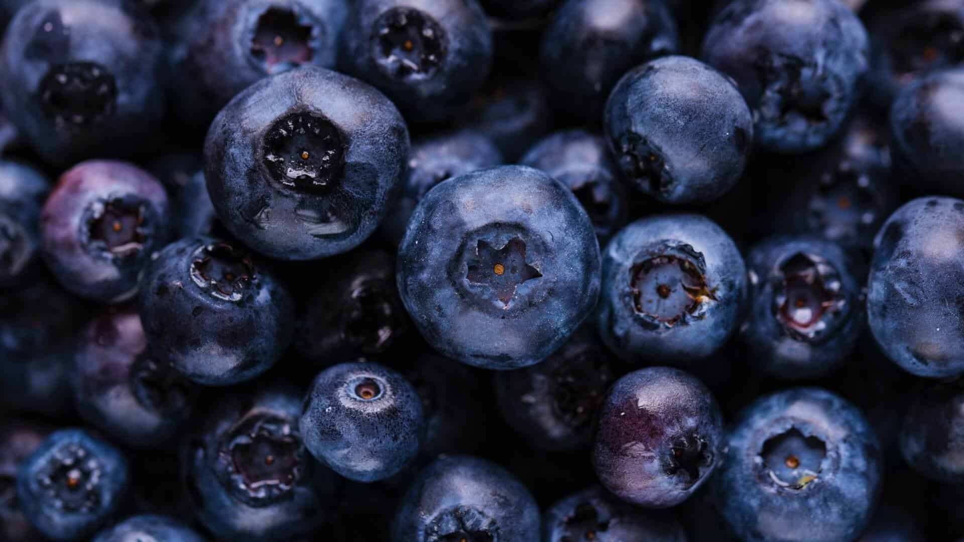 blueberries background image